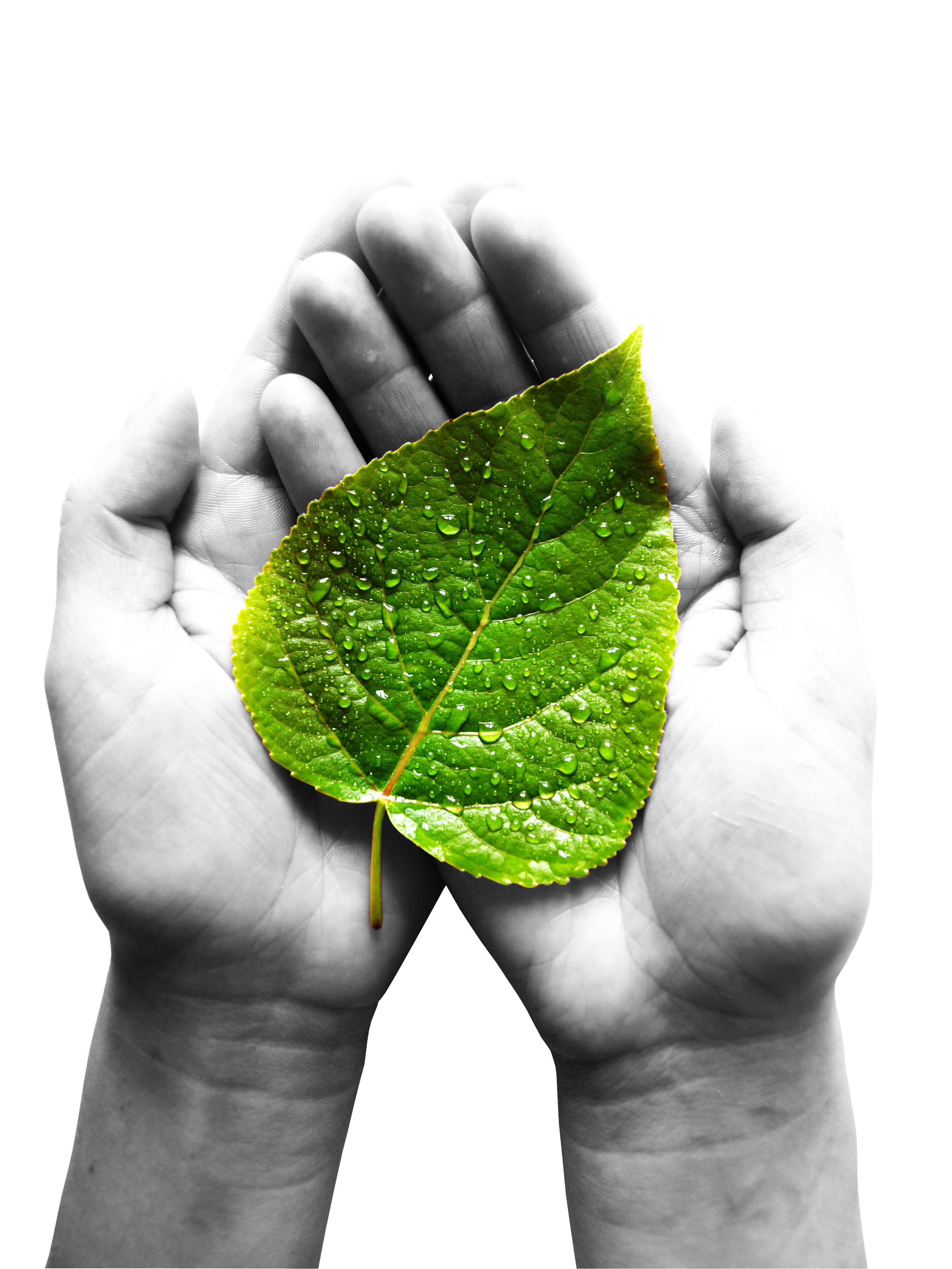 green-leaf-at-female-hands