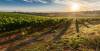Agricultura regenerativa